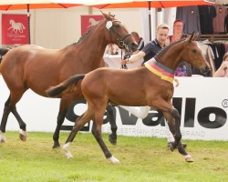 horse Cotton Candy (Westphalian, 2024, from Comme il Faut)