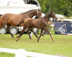 horse Daphne (Hanoverian, 2024, from Duplexx)
