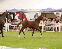 horse Stute von Poker de Mariposa / Numero Uno (Hanoverian, 2024, from Poker de Mariposa Tn)