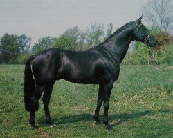 stallion Matcho AA (Anglo-Arabs, 1978, from Pancho II AA)
