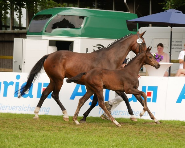 horse Bolera S (Oldenburg, 2024, from Bon Bolero OLD)