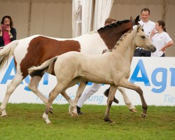 horse Pintados Layla (German Riding Pony, 2024, from Gold Garant)