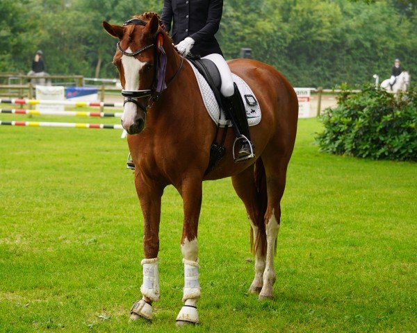 horse Dori V (Hanoverian, 2019, from Don Allegro)