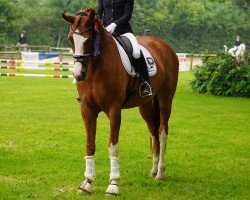 Pferd Dori V (Hannoveraner, 2019, von Don Allegro)