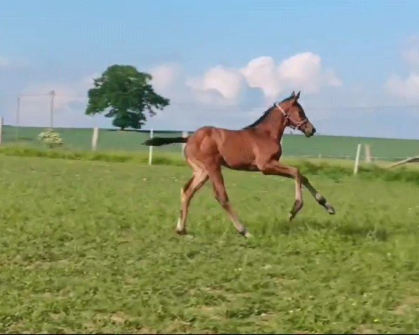 horse Stute von Babylon Berlin / Caretino (Holsteiner, 2024, from Babylon Berlin)