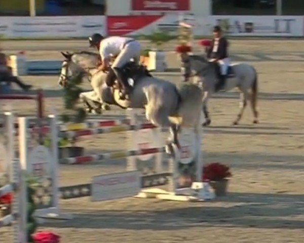 jumper Claire de Lune 33 (Holsteiner, 2015, from Clarimo Ask)