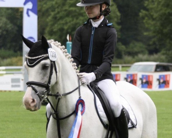 Dressurpferd Marlon vor den Düren (Welsh Pony (Sek.B), 2015, von Llanarth Mayloo)