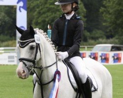 Dressurpferd Marlon vor den Düren (Welsh Pony (Sek.B), 2015, von Llanarth Mayloo)