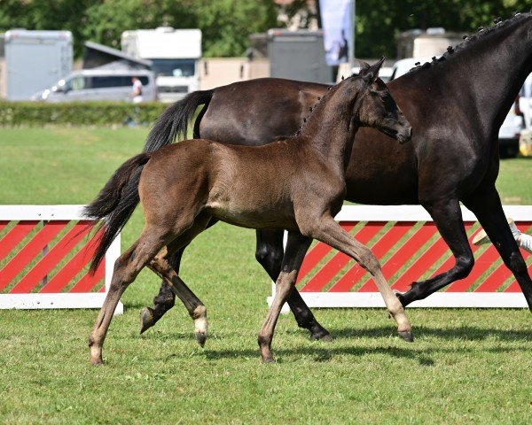 horse Zonik Royal LM (German Sport Horse, 2024, from Zalasar)