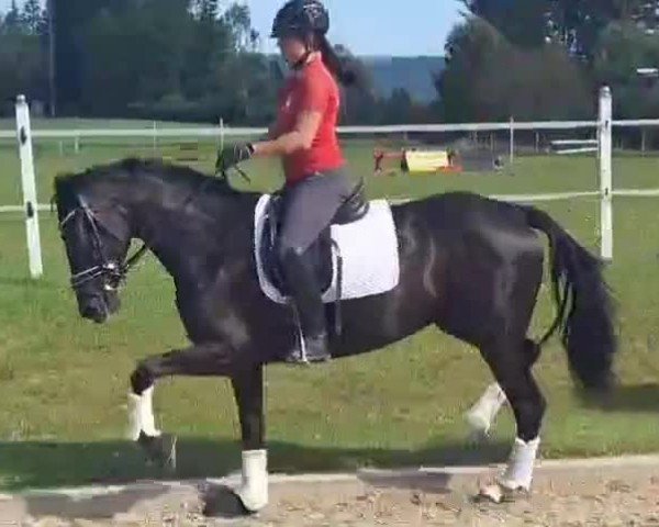 Video of Draxls Laila Deluxe BB