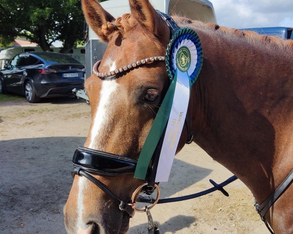 Springpferd Maddox M (Deutsches Reitpony, 2015, von Wheemhoeve's Marko) Springpferd Maddox M (Deutsches Reitpony, 2015, von Wheemhoeve's Marko)