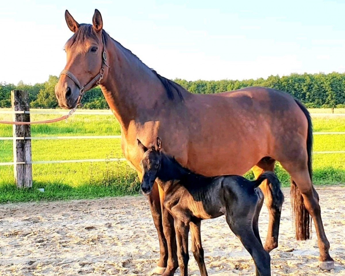 Pferd Stute von Condoctro / Verdi (Westfale, 2024, von Condoctro 3)