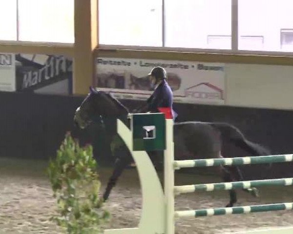 Nationales Hallenspringturnier Sauldorf- Boll 2013