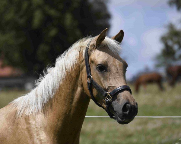 horse Gründleinshofs Fürstengold (Bavarian, 2021, from Fürst Jazz)