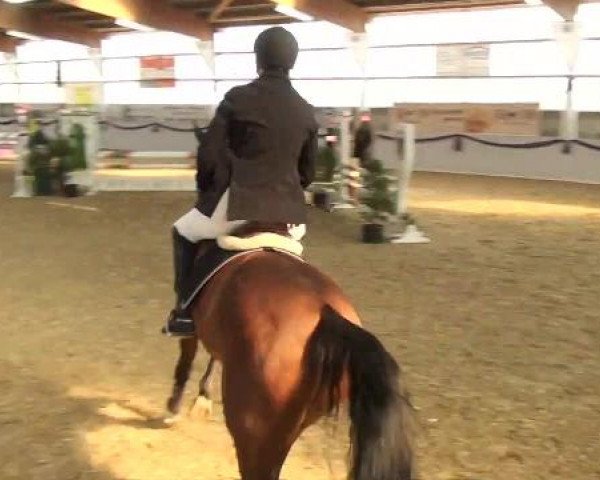 Hallen-Dressur- und Spring-Late-Entry im Reitsportzentrum Gerd Könemann 2013