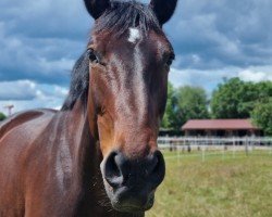 dressage horse Genial B (Rhinelander, 2009, from Graf Sandro)