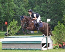 Dressurpferd Ton (New-Forest-Pony, 2005, von Major)