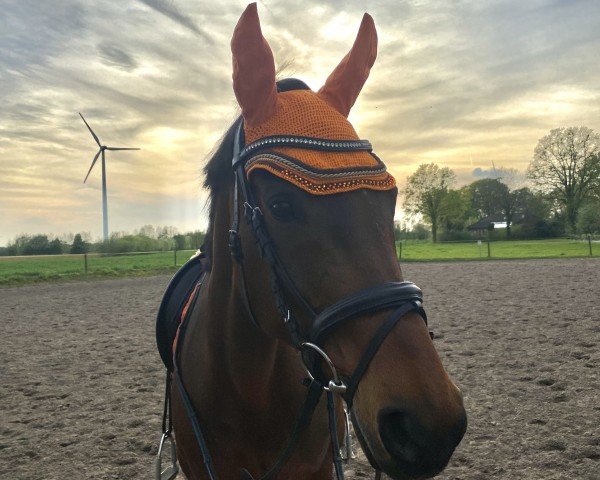 dressage horse Penny (Rhinelander, 2005, from Prince Thatch xx)
