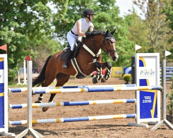 Springpferd Emilio 109 (Zweibrücker, 2007, von Escudeur)