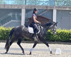 horse Monete W (German Sport Horse, 2020)