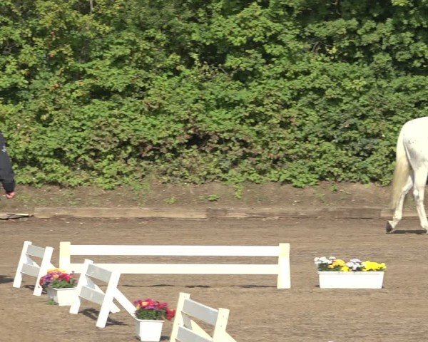 Holsteiner Fohlenschau Ahrensfelde 2024