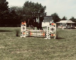 Springpferd Casallca (Holsteiner, 2015, von Casall Ask)