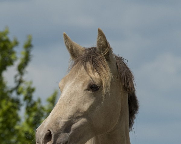 broodmare Dalina SD (German Riding Pony, 2019, from Champagne Heartbreaker)