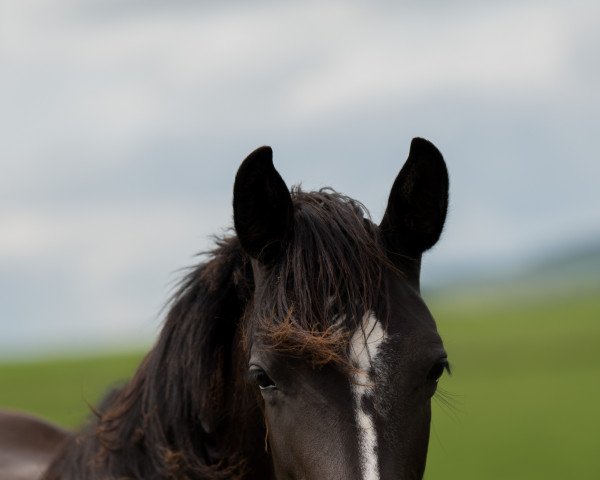 horse Nania SD (German Riding Pony, 2020, from Neverland WE)