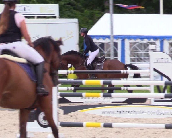 Reitturnier Ladelunder Springtage 2024