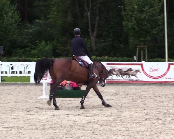 Reitturnier Ladelunder Springtage 2024