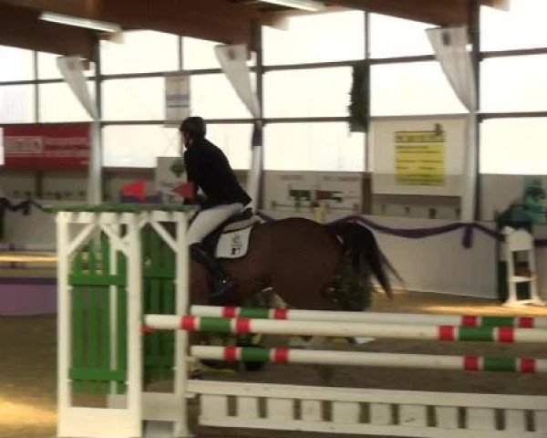 Hallen-Dressur- und Spring-Late-Entry im Reitsportzentrum Gerd Könemann 2013