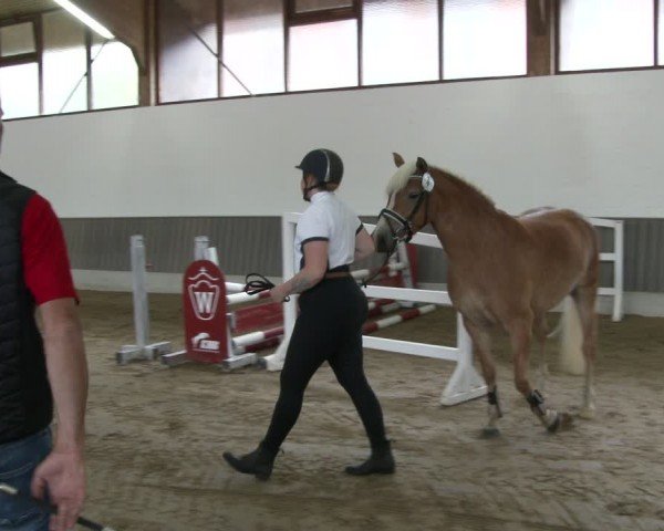 Westfälische Stutenleistungsprüfung Münster-Handorf 2024