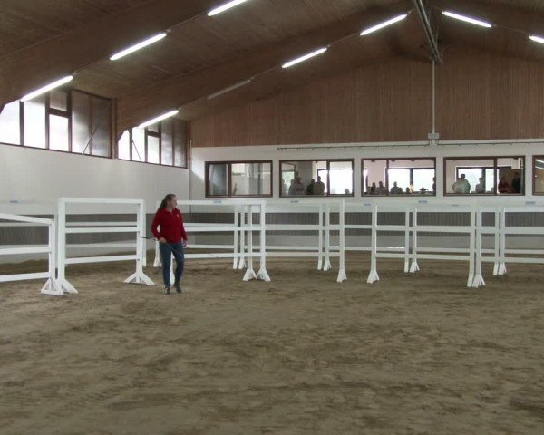 Westfälische Stutenleistungsprüfung Münster-Handorf 2024