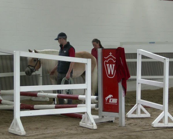 Westfälische Stutenleistungsprüfung Münster-Handorf 2024