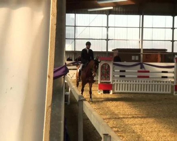 Hallen-Dressur- und Spring-Late-Entry im Reitsportzentrum Gerd Könemann 2013