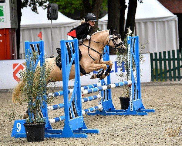 dressage horse Dukato Gold (German Riding Pony, 2015, from Danny Gold) dressage horse Dukato Gold (German Riding Pony, 2015, from Danny Gold)