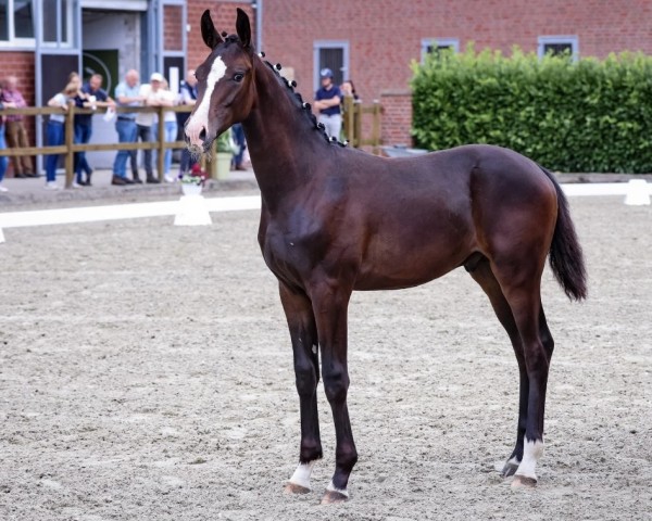 horse Dualino KS (Westphalian, 2024, from Diamantenglanz)