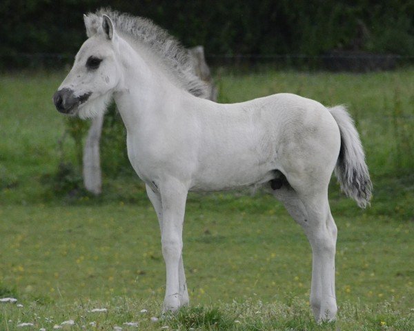 horse Viko (Fjord Horse, 2024, from Vik van den Bosdries)