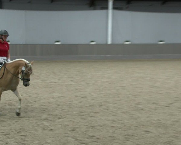 Westfälische Stutenleistungsprüfung Münster-Handorf 2024
