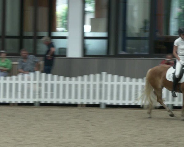 Westfälische Stutenleistungsprüfung Münster-Handorf 2024