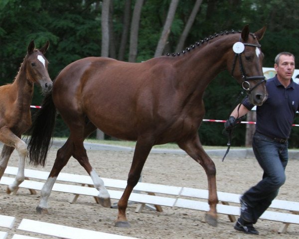 Zuchtstute Constanze (Oldenburger, 2005, von Donnerschwee)