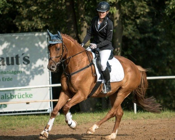 jumper Clarke L (Oldenburg show jumper, 2015, from Clarcon)