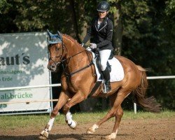 jumper Clarke L (Oldenburg show jumper, 2015, from Clarcon)