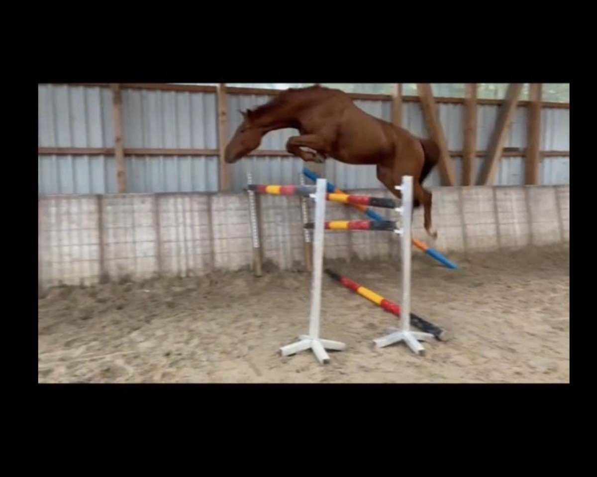 horse Cordello (Westphalian, 2018, from Dia Corrado)