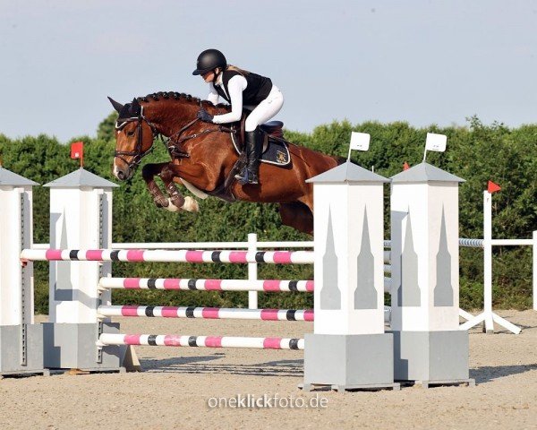 jumper Copy Cool Z (Zangersheide riding horse, 2017, from Canabis Z)