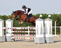 jumper Copy Cool Z (Zangersheide riding horse, 2017, from Canabis Z)