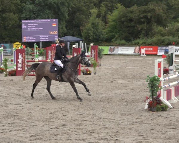 Reitturnier Bad Wildungen 2024