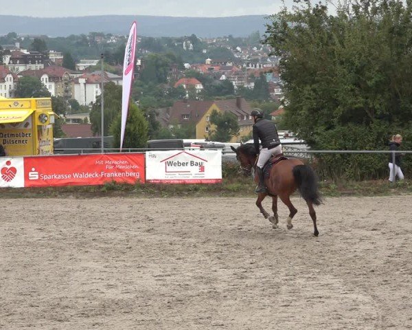Reitturnier Bad Wildungen 2024