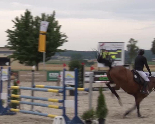 Reitturnier Rot am See Musdorf 2024