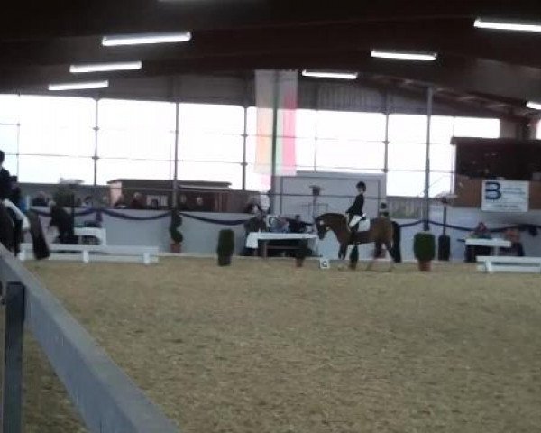 Hallen-Dressur- und Spring-Late-Entry im Reitsportzentrum Gerd Könemann 2013